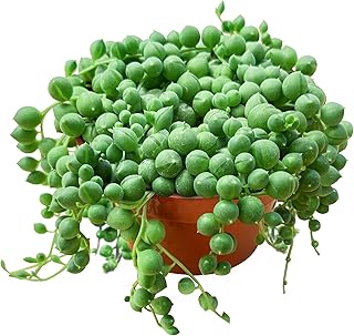 String of Pearls Live Succulent Plant (4-inch), Fully Rooted Trailing Ho...