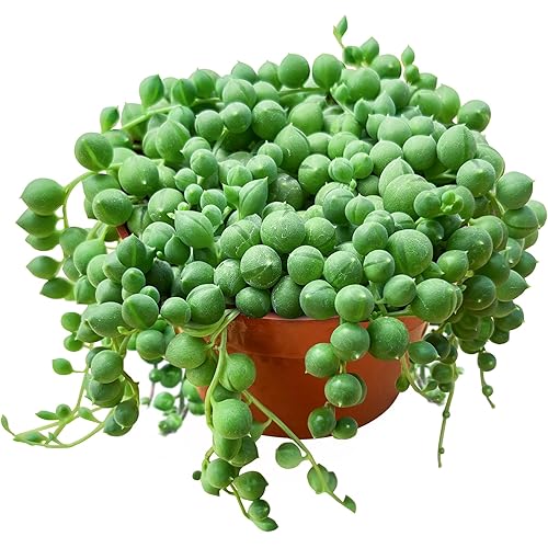 String of Pearls (4-inch), Succulents Plants Live, Succulent Plants Fully Rooted in Pots with Soil, Easy-Care House Plant for DIY, Home Office Decor, Wedding Party Favor