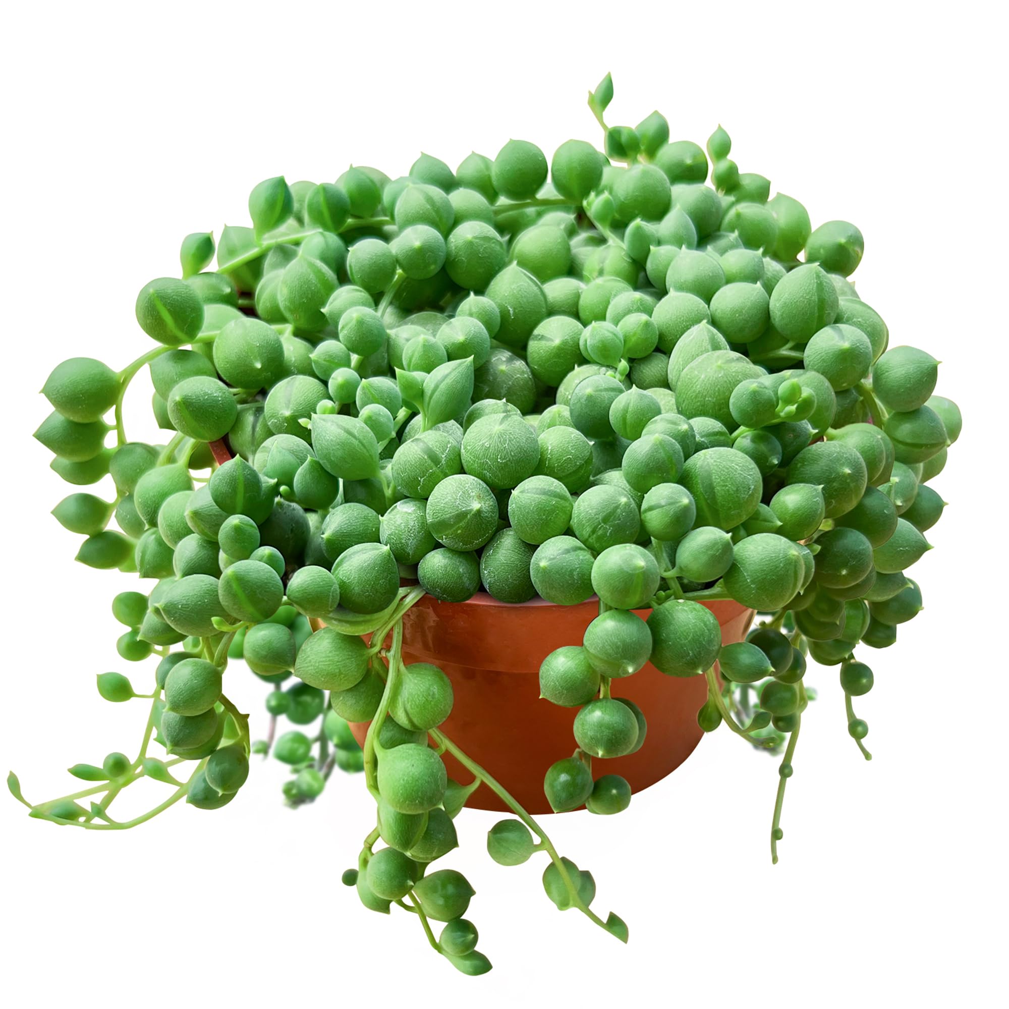 String of Pearls (4-inch), Succulents Plants Live, Succulent Plants Fully Rooted in Pots with Soil, Easy-Care House Plant for DIY, Home Office Decor, Wedding Party Favor