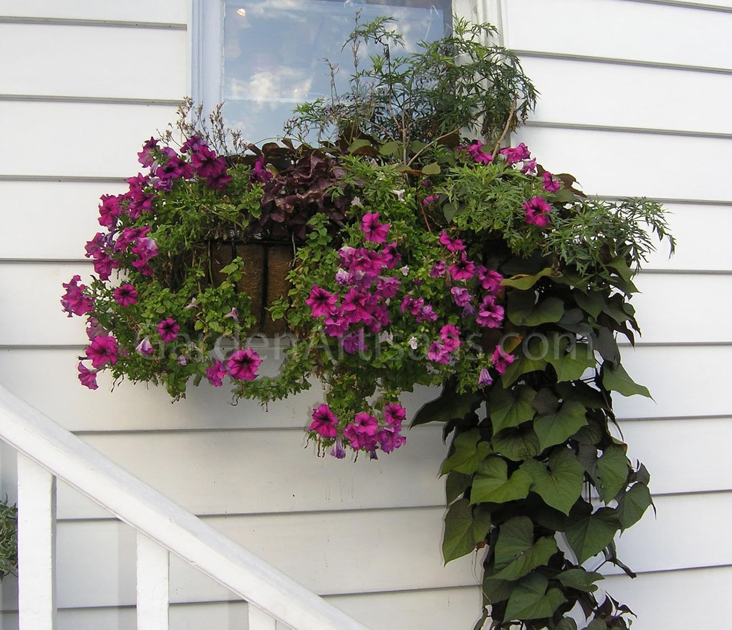 36 in Window Hayrack Wrought Iron Window Box PVC Coated Black - 4 Pack