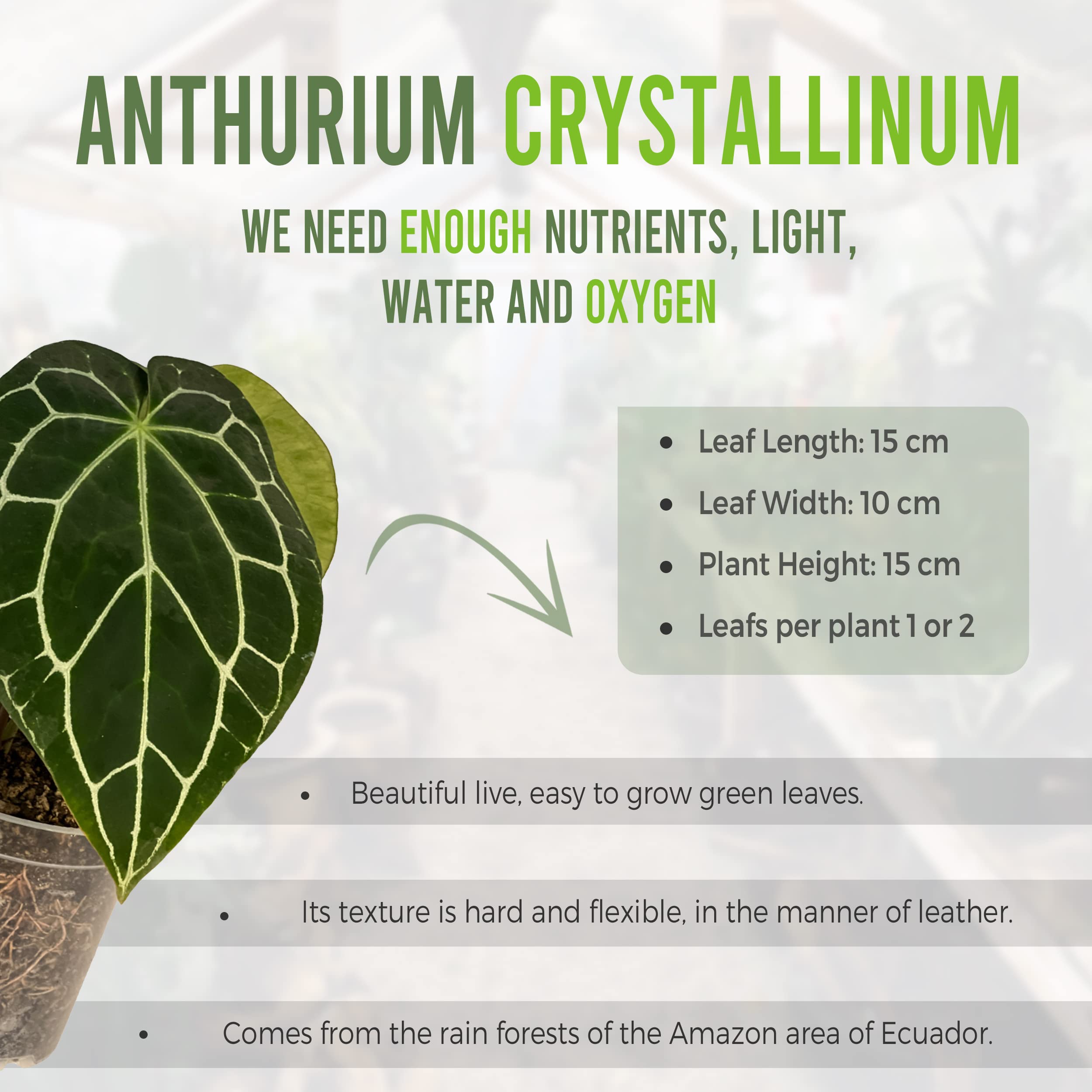 big split leaf philodendron Split Leaf Philodendron