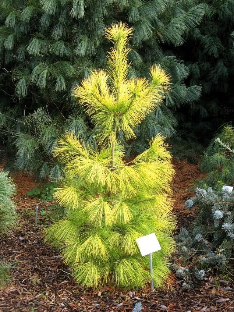 Louie White Pine 2 - Year Graft