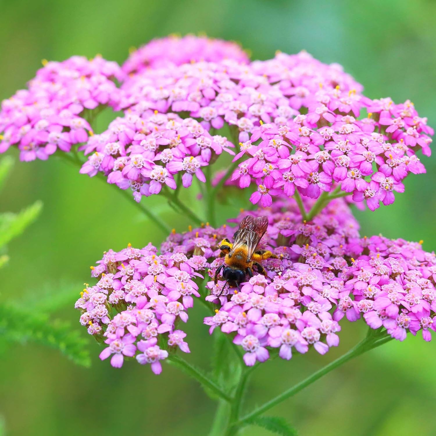 Eden Brothers Yarrow Seeds - Cerise Queen