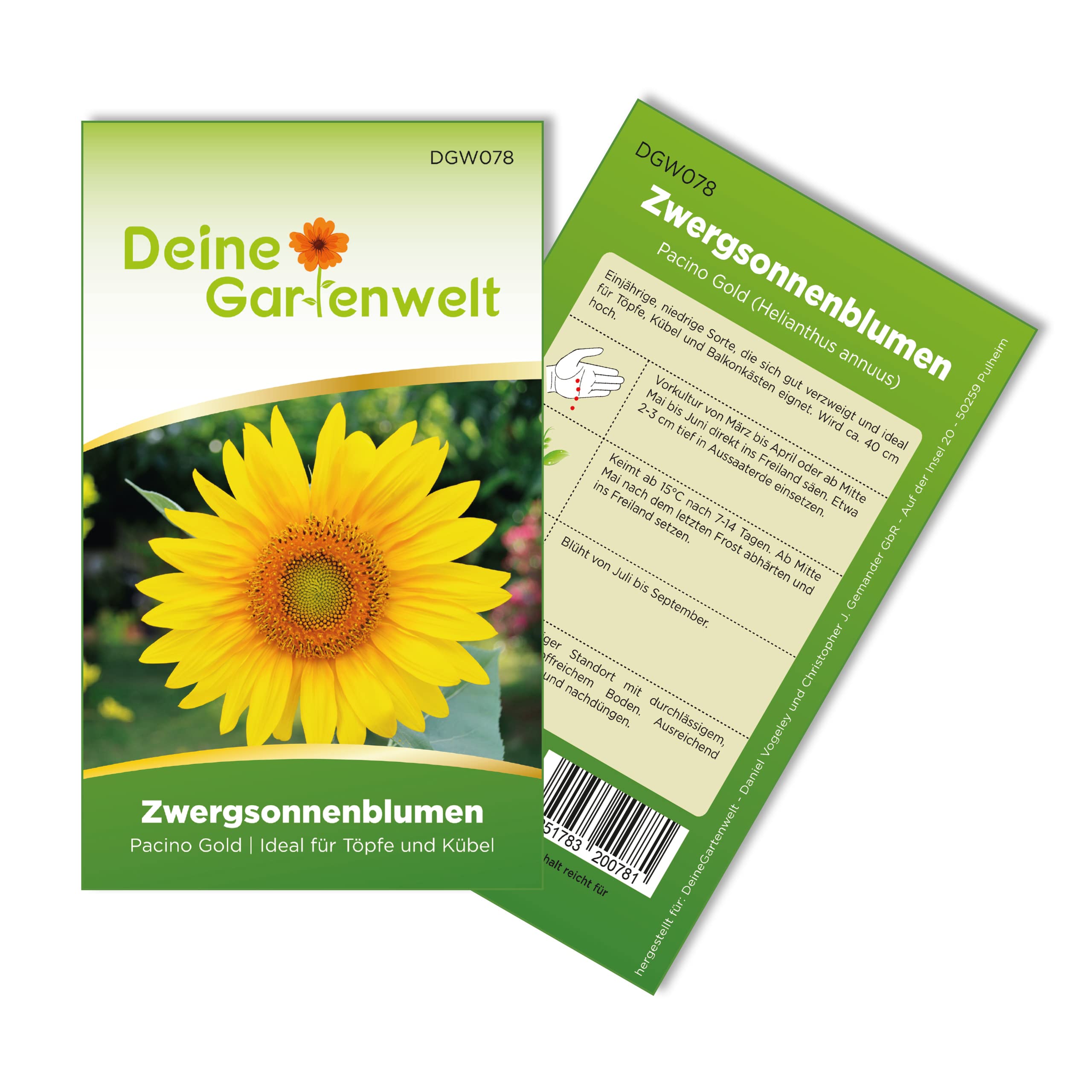 Zwergsonnenblumen Pacino Gold Samen - Helianthus annuus - Sonnenblumensamen - Blumensamen - Saatgut für 8 Pflanzen – 5er Pack