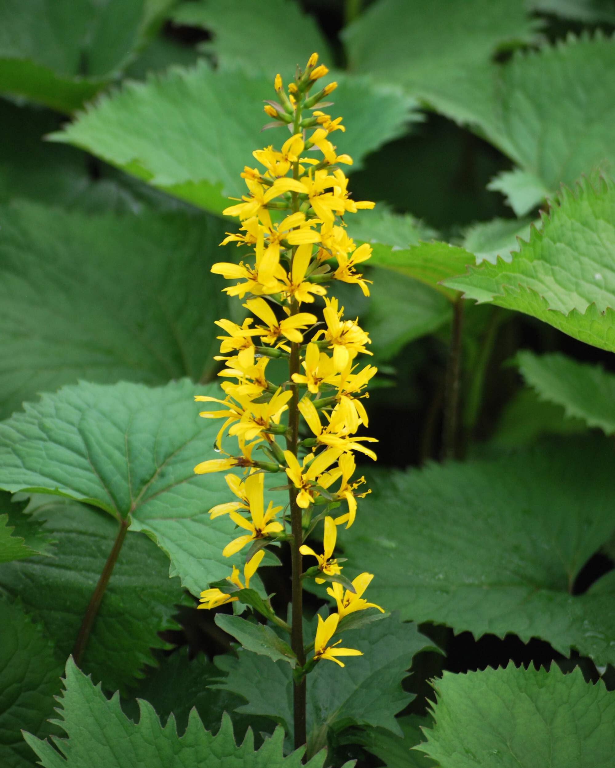 Ligularia s. The Rocket