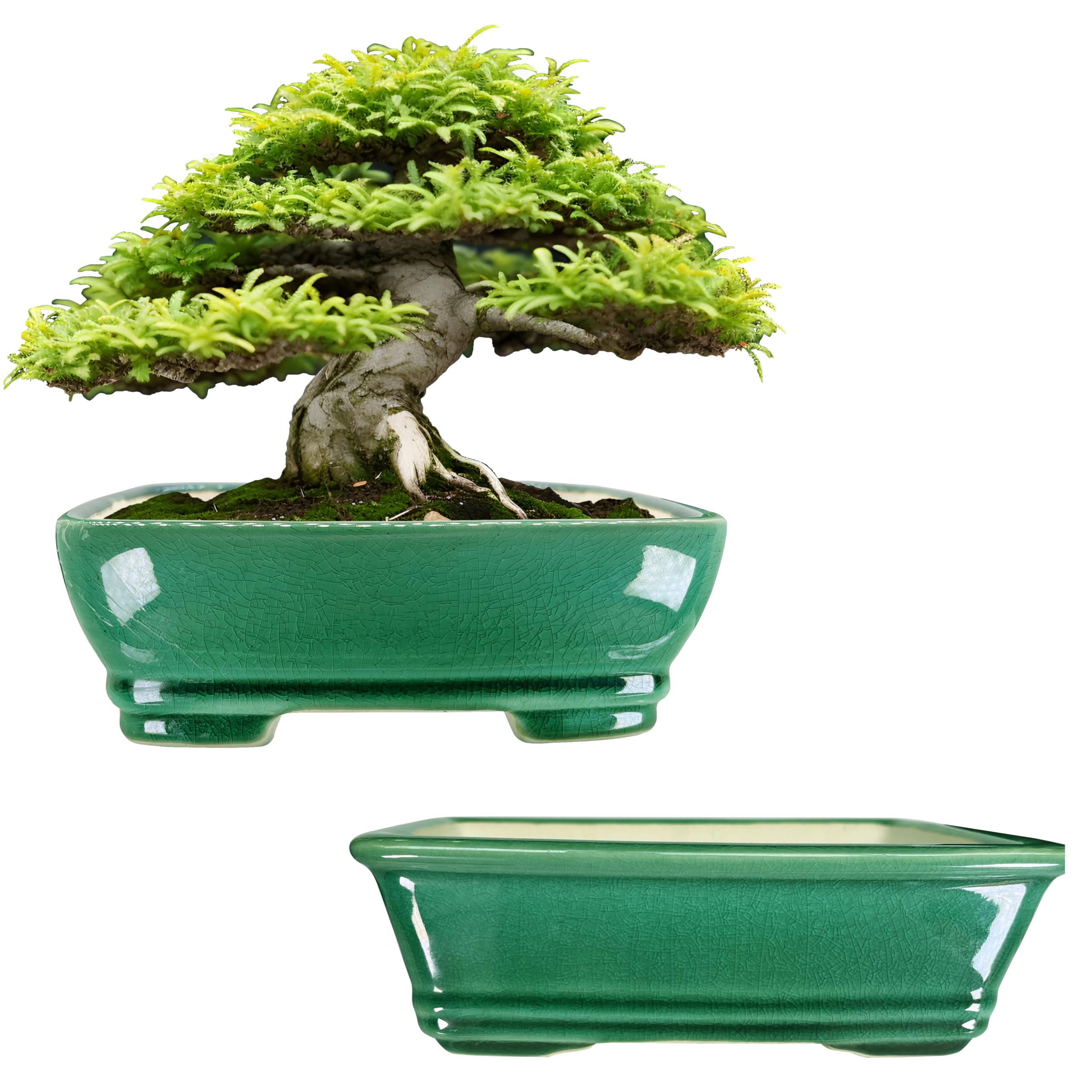 MUZHI 2 Pack Green Glazed Ceramic Bonsai Pot with Humidity Tray 7 inch, Rectangular Ice Crack Design Planter for Small Bonsai Tree Plant Pots,Catus Succulent with Drainage Hole
