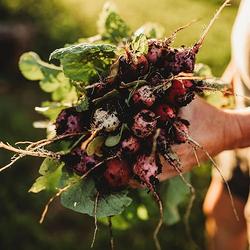 Miniatura 6 de Mezcla de rábano de huevo de Pascua - 150 semillas - Variedad de reliquia y polinizada abierta, fácil de cultivar y de crecimiento rápido, semillas