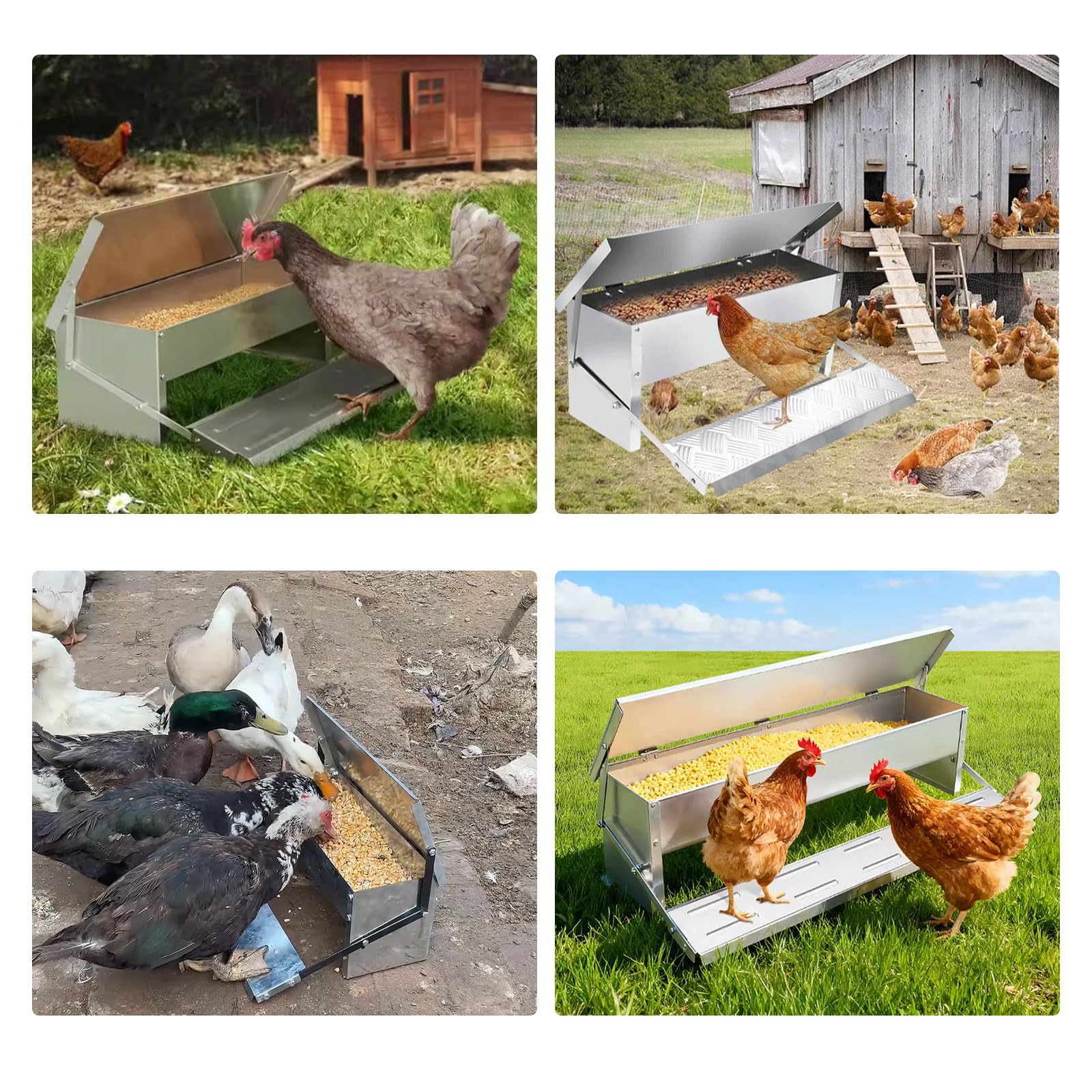 Comedero Automático para Pollos Comedero Galvanizado para Pollos de 4-9 Kg de Capacidad con Pedal y Tapa Resistente a la Intemperie para Aves de Corral, Faisanes y Patos(Size:Large - 82.5x18cm)