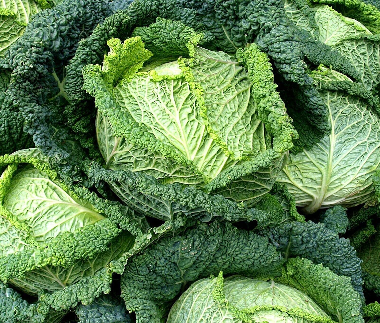 VibeX Seeds of Winter Savoy Cabbage Vertus (Brassica Oleracea)-250 Seeds (B0B9Y4WMBV) Amazon Price History, Amazon Price Tracker