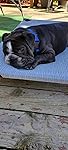 Review Image by Rescue a Pet! Rescue a Pet!