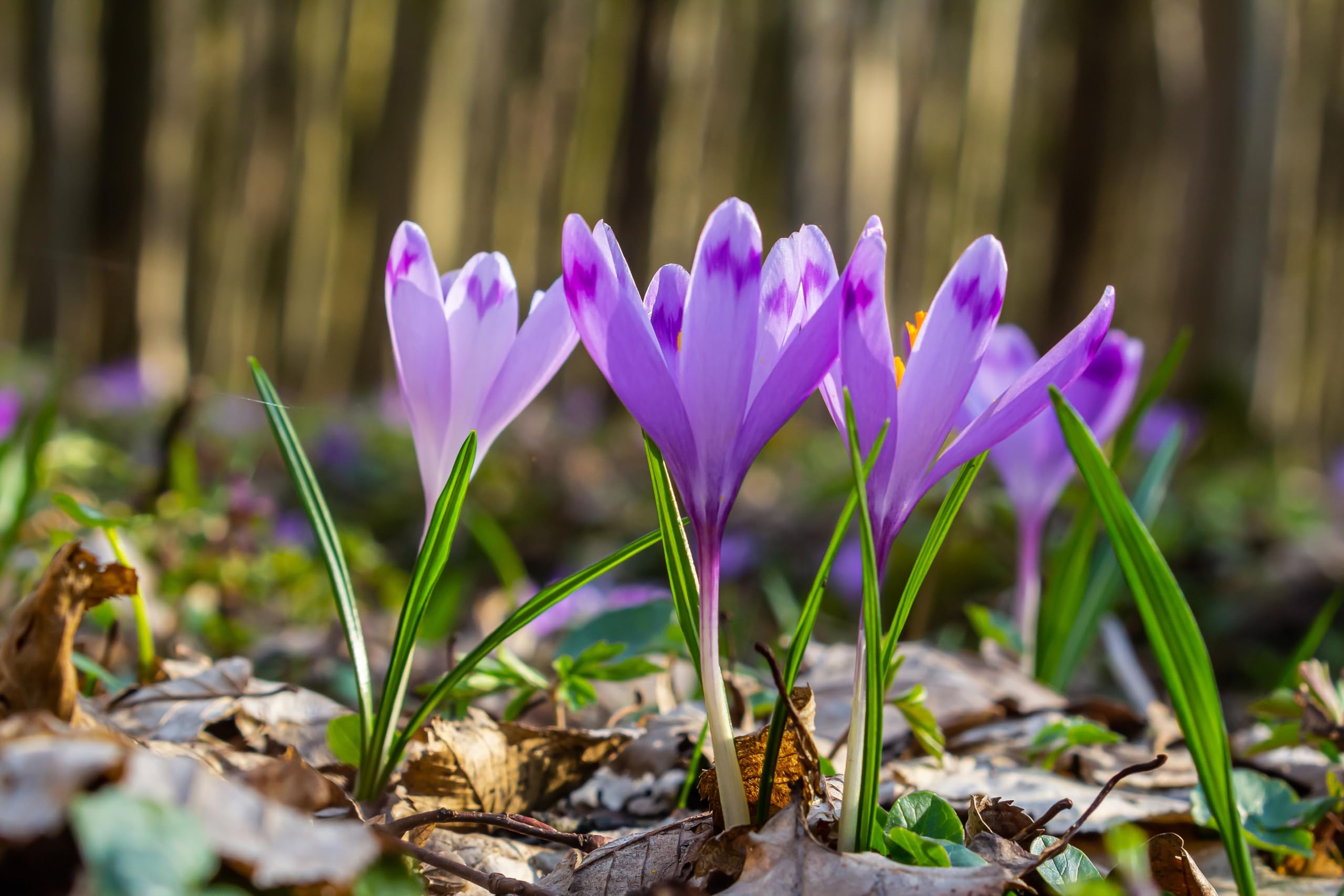 Lincolnshire Pond Plants Ltd - Allium Eros Plant Bulb x5 — view 10