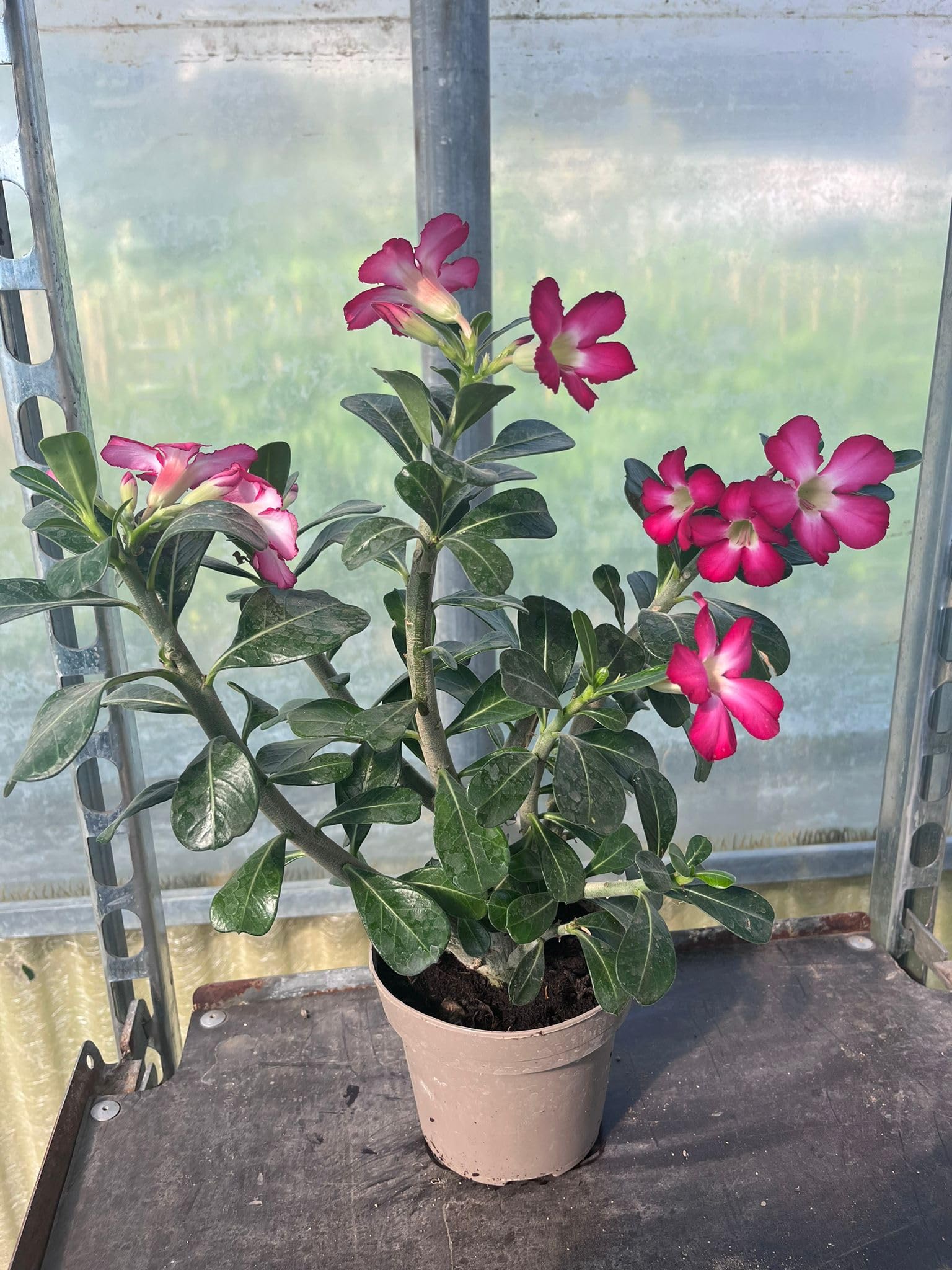 Bonsai di Adenium Obesum Red, ROSA DEL DESERTO (oleandro Madagascar), Bonsai Fiorito, vs16cm