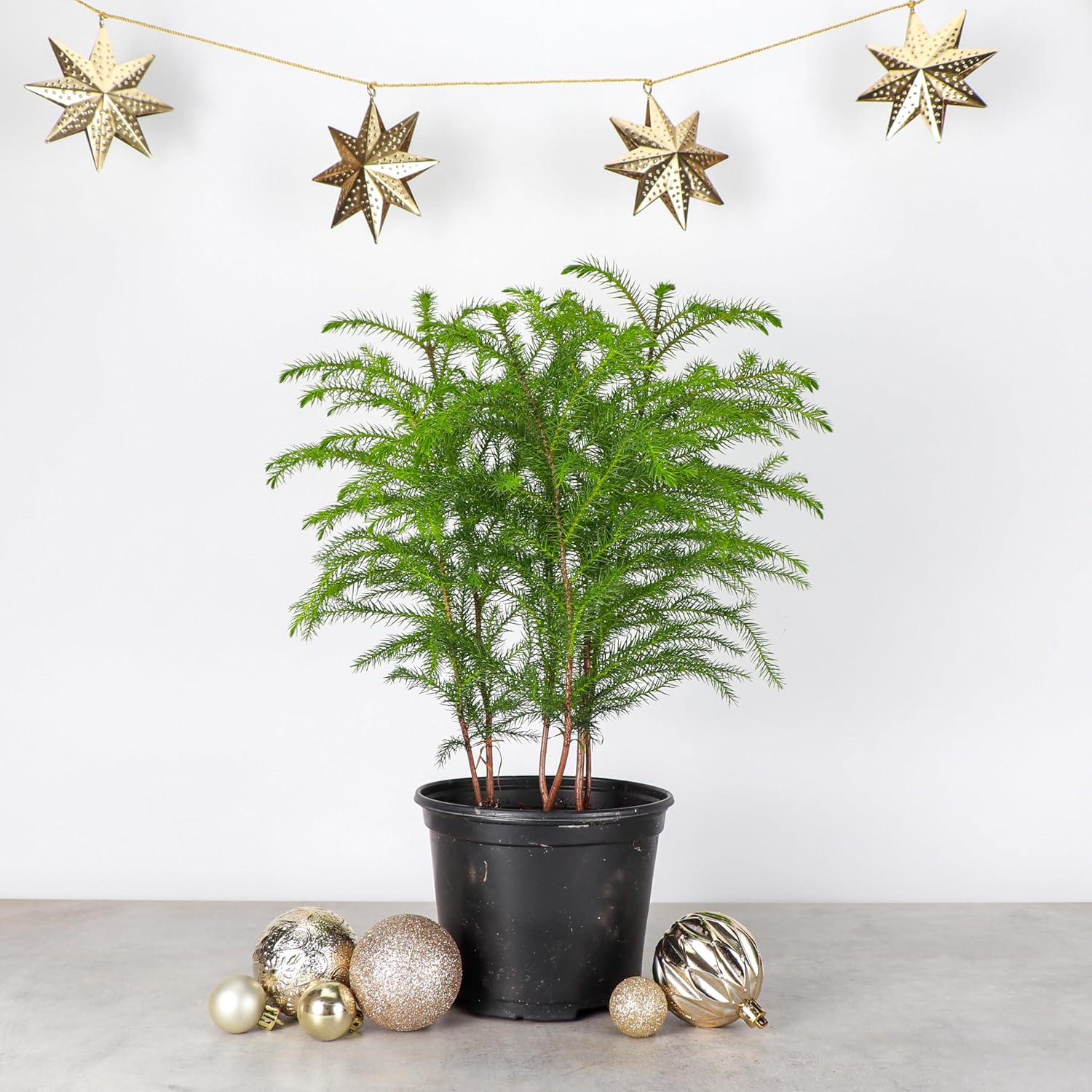 Thorsen's Greenhouse Live Norfolk Island Pine Plant, Christmas Greenery Gift or Decor, Air Purifying Premium Indoor Houseplant, Mature 4" Diameter Pot (Nursery Pot, 6-inch Pot)