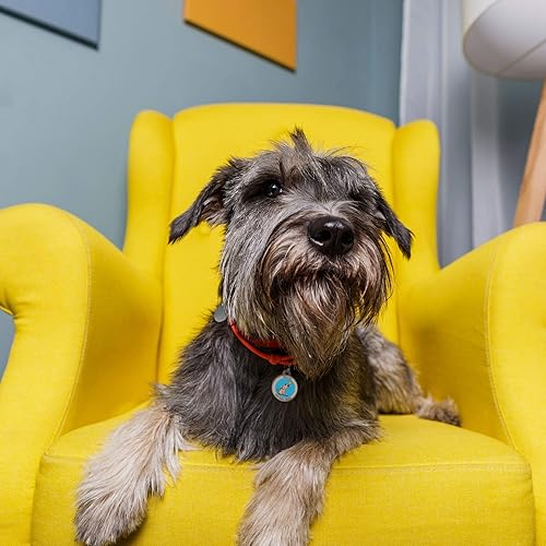 Miniatura 6 de Placa de identificación personalizada con código QR, placa de identificación de perro grabada para perros, cachorros, gatos, gatitos (I Am Cute)