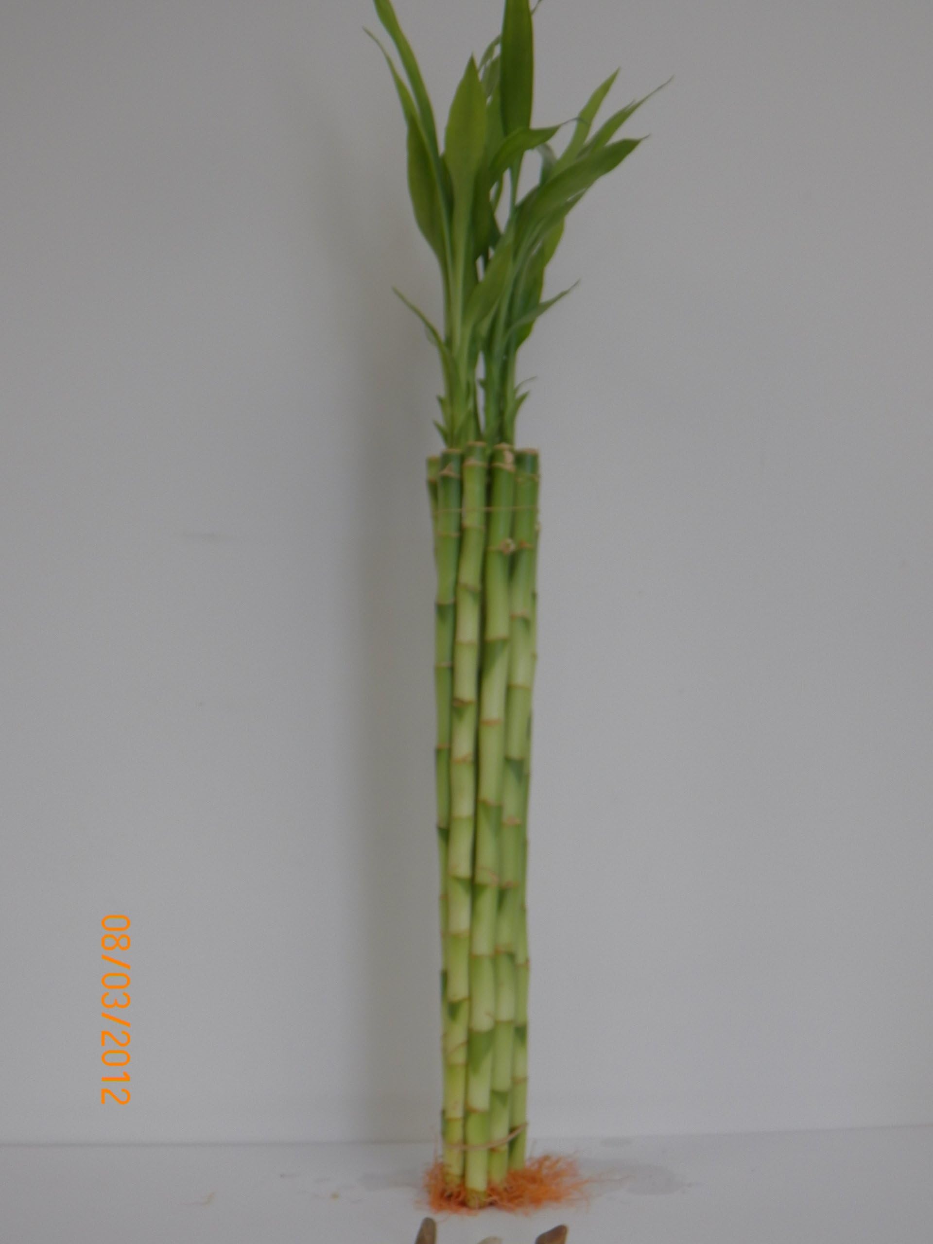 10 Stalk of 18" Straight Lucky Bamboo