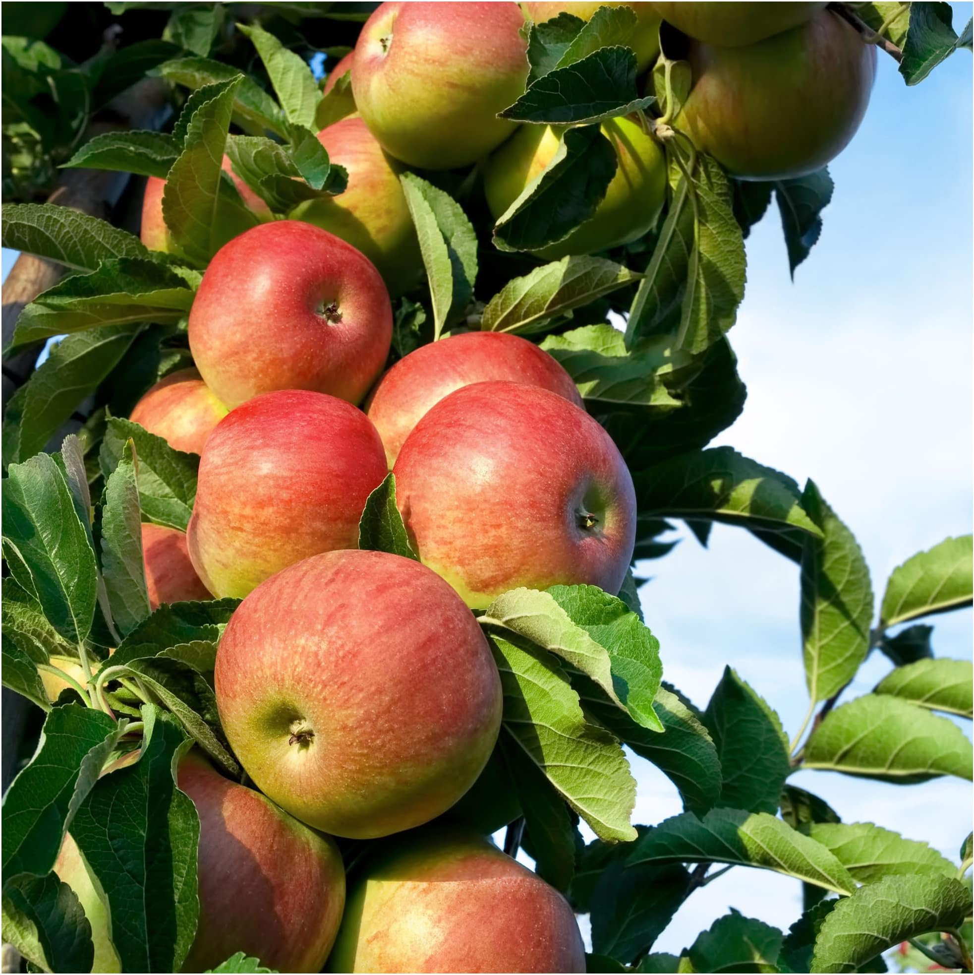 Laxton's Superb Apple Tree 4-5ft Ready to Fruit, Crisp,Sweet,Crunchy & Juicy 3fatpigs®