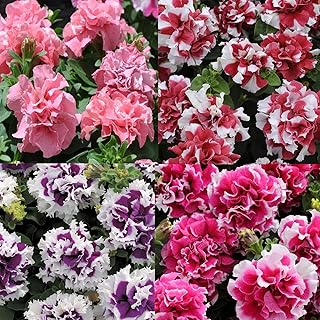 MOKALALA 500 Pcs Petunia Mix Seeds Petunia Seeds | Non-GMO | for Planting Pelleted Seeds Color Mix Blooms Double Floribund...