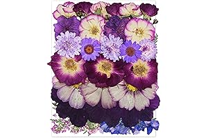 OECCO 15 Pcs/Lot Large Purple Real Nature Dried Pressed Flower, Pressing Floral...