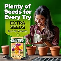 Vista 9 de HOME GROWN Más de 23,500 semillas de rosa musgo (paquete a granel) Flor anual para cobertura del suelo - Semillas de Portulaca reliquia para plantar