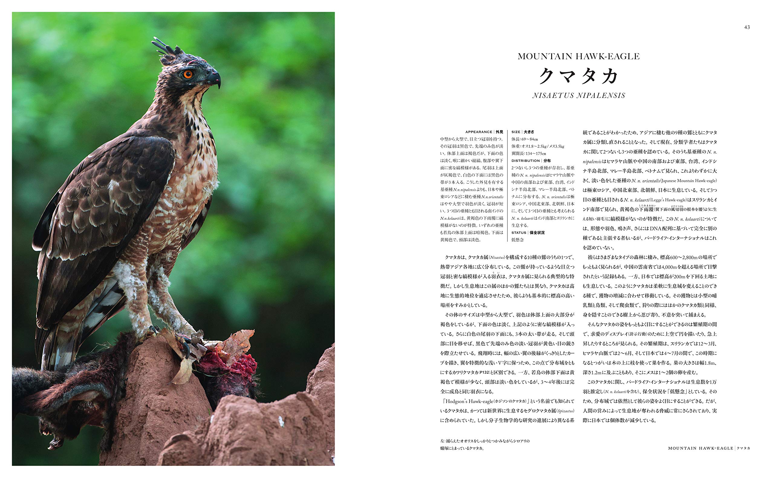 世界で一番美しい鷲の図鑑 マイク アンウィン 齊藤慶輔 デヴィッド ティプリングほか 布施雄士 本 通販 Amazon