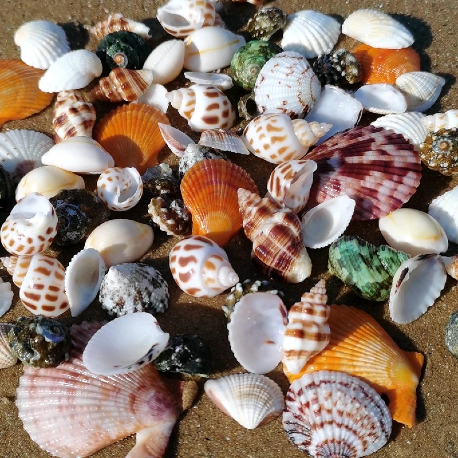 Conchiglie per artigianato, 6 pezzi di conchiglie naturali per acquario, eremita, granchio, materiale per la casa, ornamenti per la casa, regalo, 5-10 cm