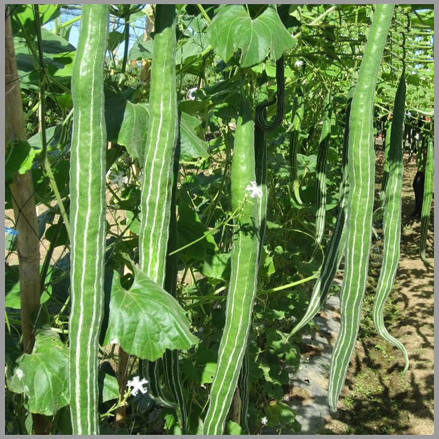GROMAX India "Chachinda Seeds" Snake Gourd Vegetable Seeds "F1 Hybrid" Chachinda Seeds, Non-GMO for home gardening & Planting (B0D928XT2K) Amazon Price History, Amazon Price Tracker