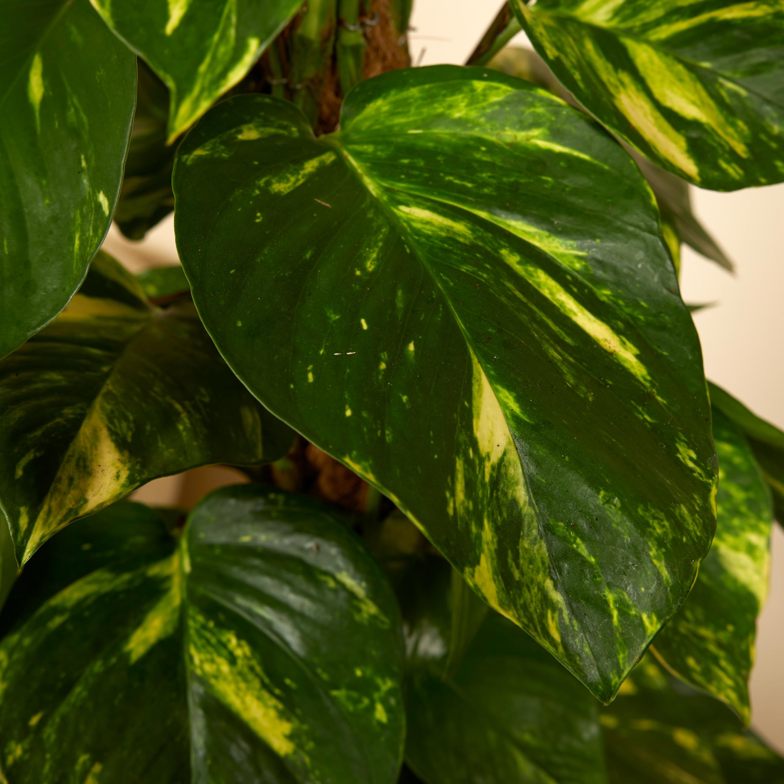 Bloomique - 2er-Set - Epipremnum Aureum - Efeutute - Drachenefeu - Kletterpflanzen - Zimmerpflanzen - Luftreinigend - Höhe 70-90 cm - Topf 19 cm