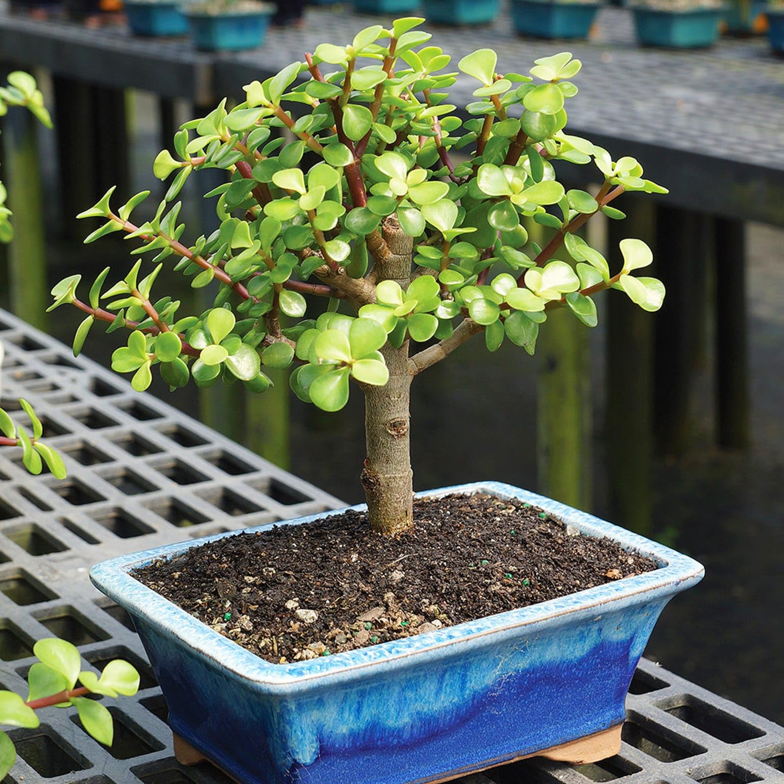 Jade plant with pot Crassula Lucky Bonsai Feng Shui Plant (Pot Included) Best For Home Decorative Pack of 1-image-30