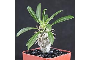 Pachypodium Lamerei Cactus Cacti Caudex Bonsai: Your Exotic Madagascar Palm