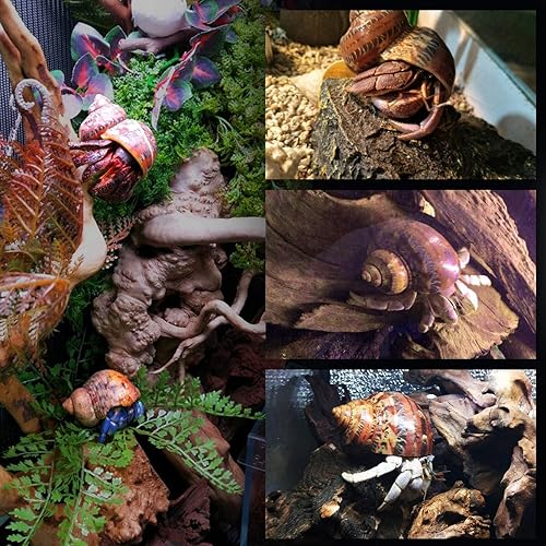 Miniatura 4 de 14 conchas de cangrejo ermitaño naturales de 1 a 3.5 pulgadas, apertura de 0.8 a 1.5 pulgadas, suministros de cangrejo ermitaño perla turbo concha