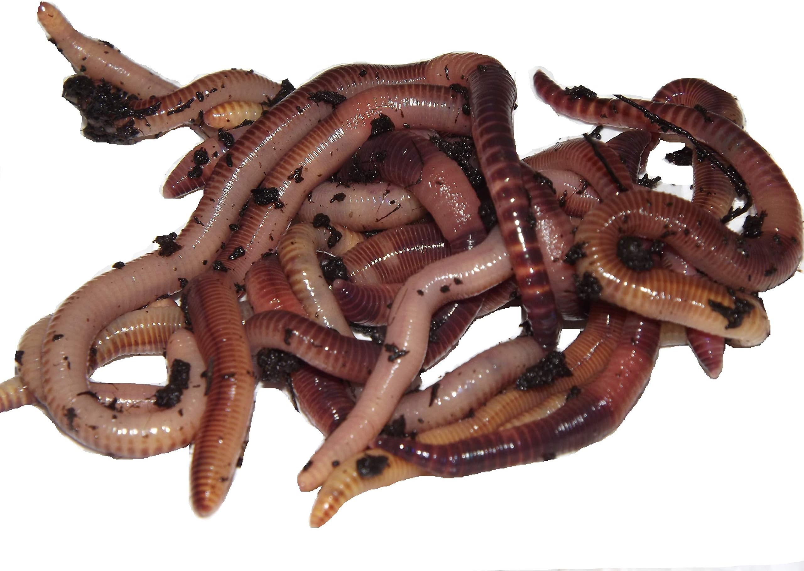 – Yorkshire Worms LARGE Dendrobaena Worms Pack - Suitable For Composting and Wormery Starter Packs