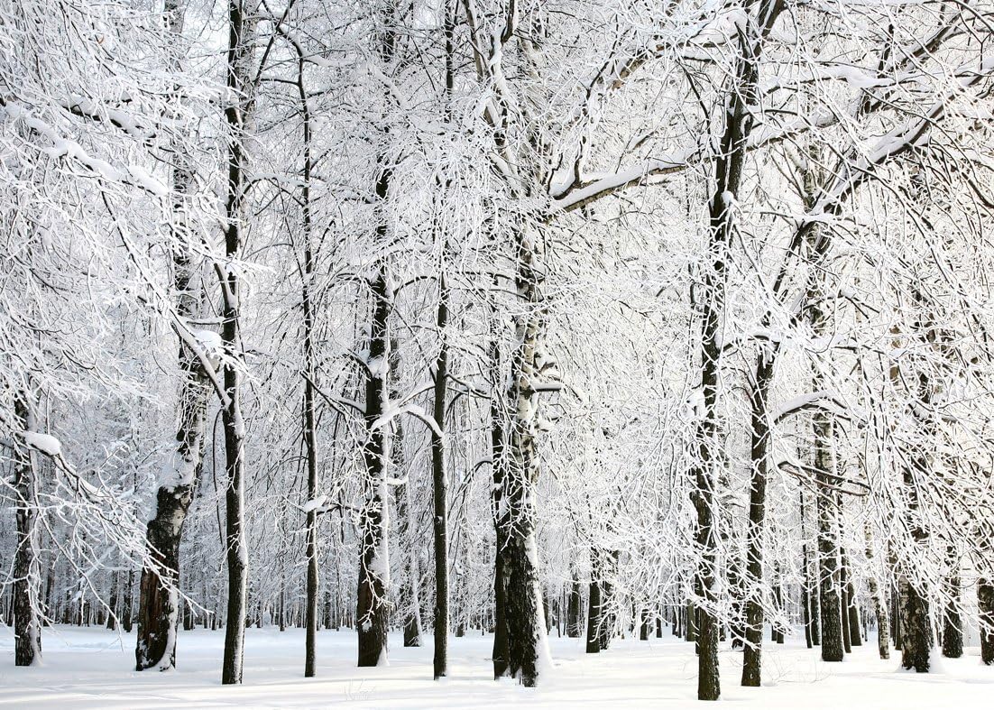 Haosphoto 7X5FT/210X150cm Vinyl Photography Backdrop Christmas Forest Trees Snow Covered Landscape Rustic Winter Xmas Backdrops Kid Adult Happy Year Background Photo Studio Props CA855 - Image 4