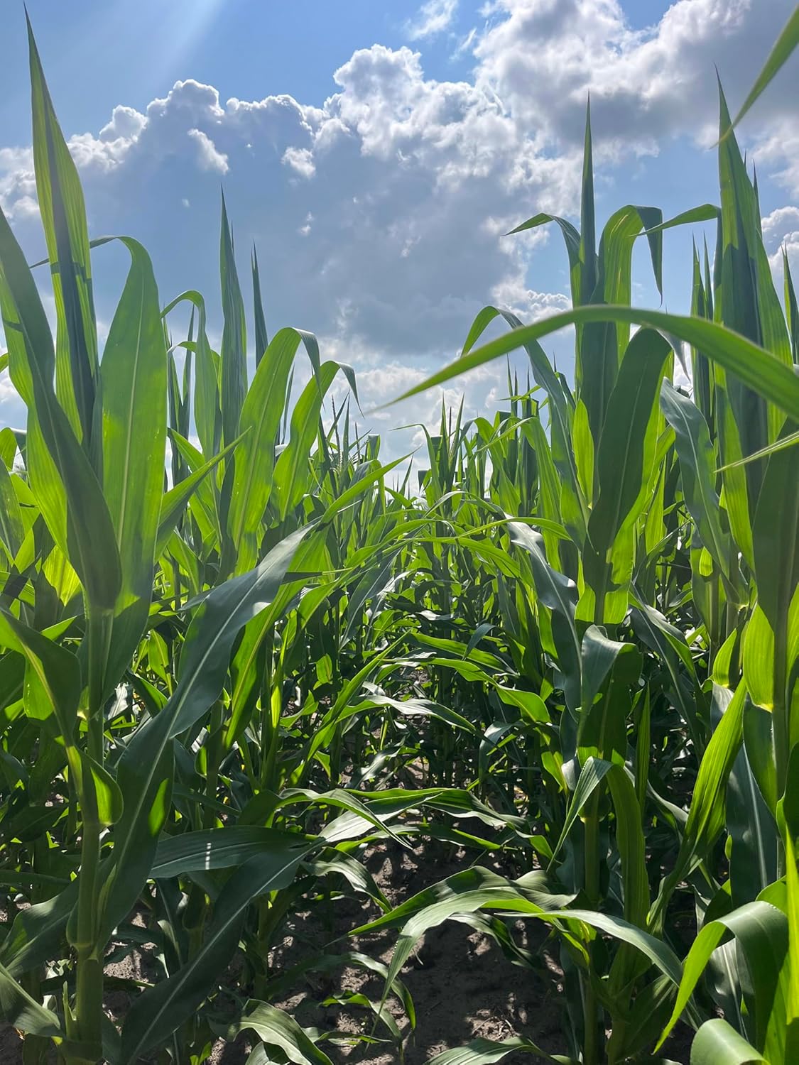 Hale Habitat & Seed Glyphosate Tolerant Field Corn Food Plot Seed, 5 lbs