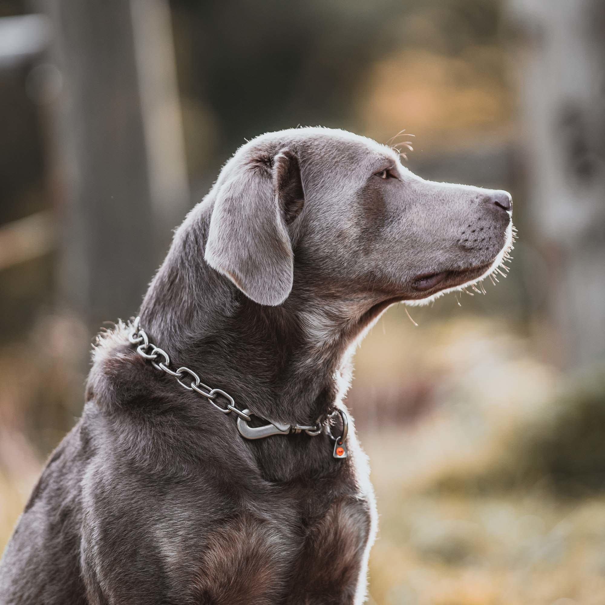 Sprenger Hundehalskette mit Sprenger Haken aus Edelstahl rostfrei 4 mm I Größe individuell einstellbar I Halskette (70 cm)