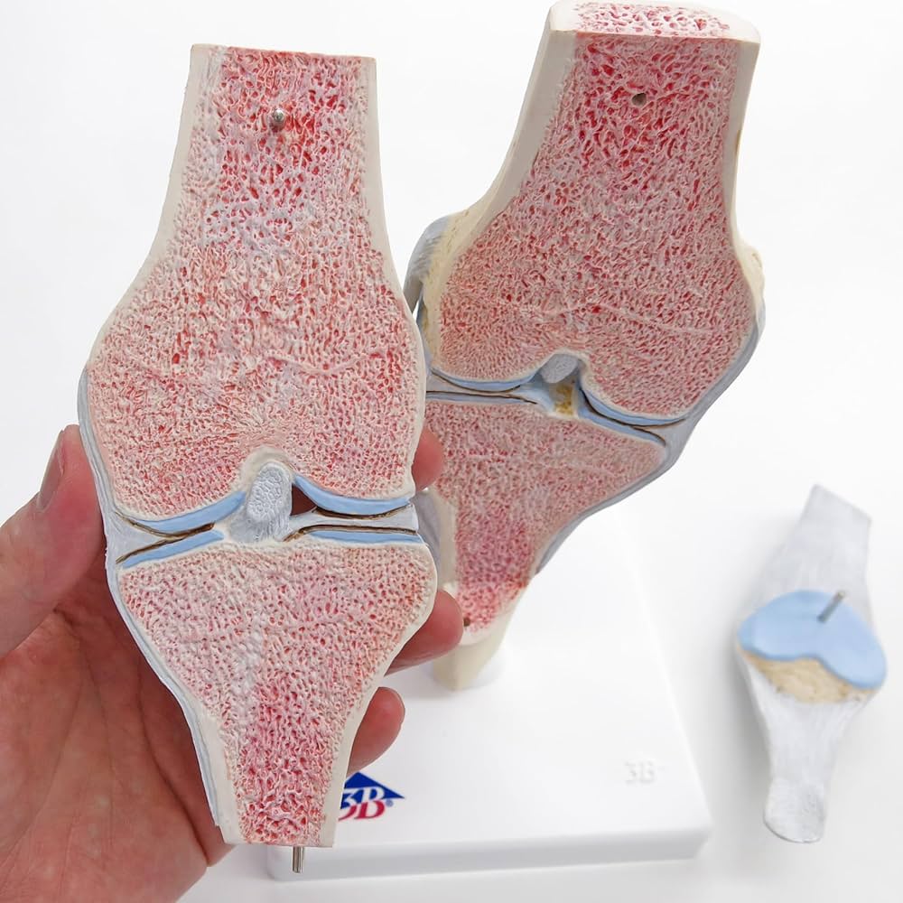 膝関節模型 3B 膝関節断面モデル Amazon.co.jp: 膝関節の内部構造を観察できる模型です - 膝の