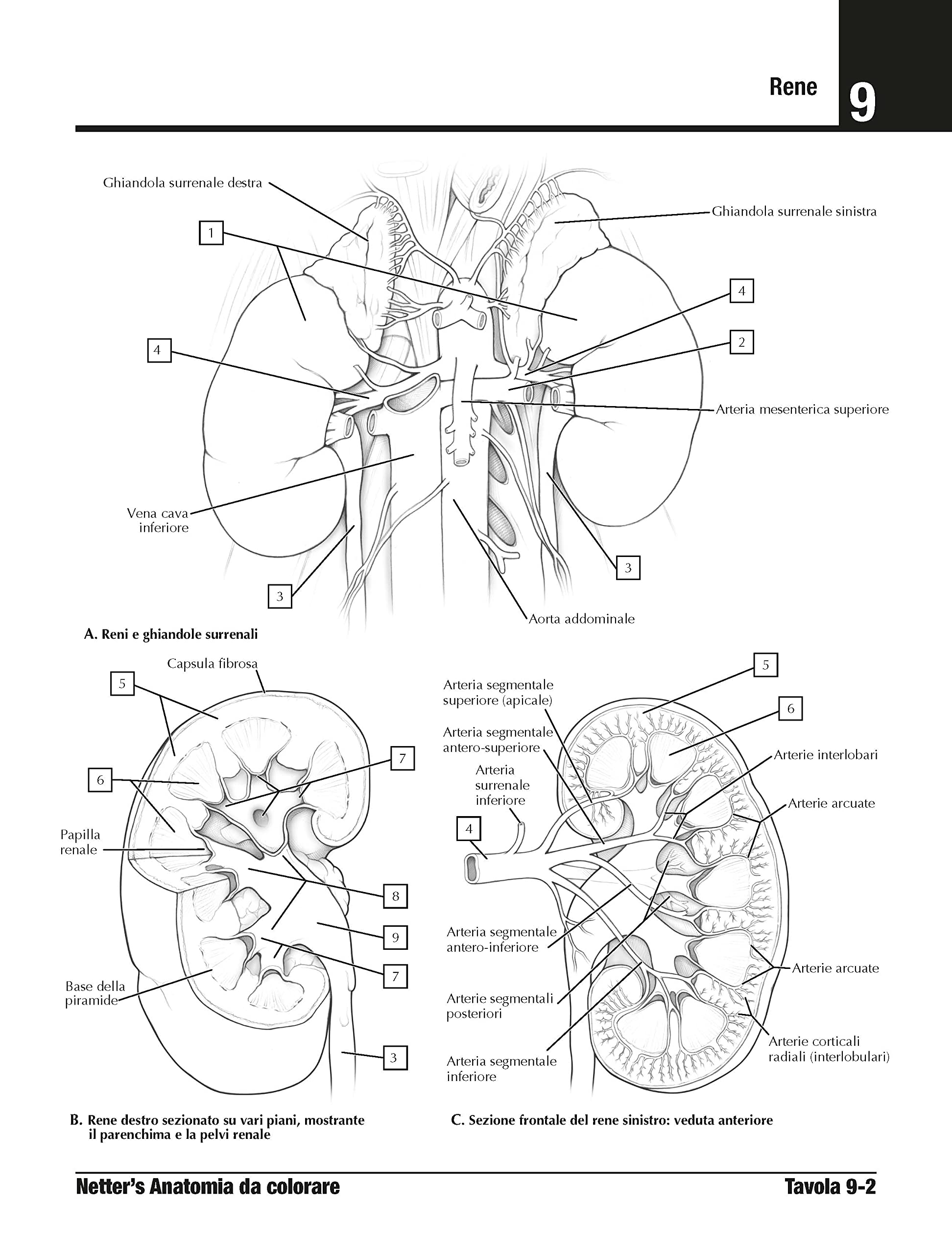 Piccin Nuova Libraria S.p.A. Netter's. Anatomia da colorare