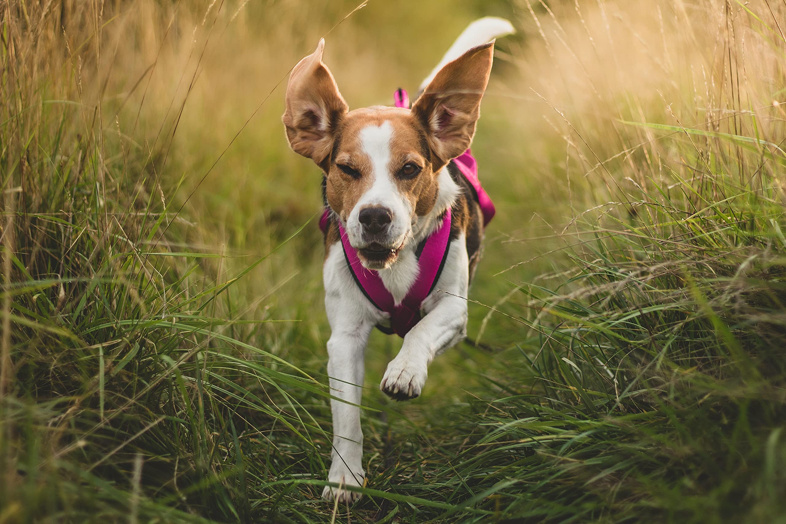 Dingo 15061 - Arnés Pechera para Perros SLED, Correas Perros, Tamaño XXL, Color Rosa, Arnés para Bicicleta y Esquí
