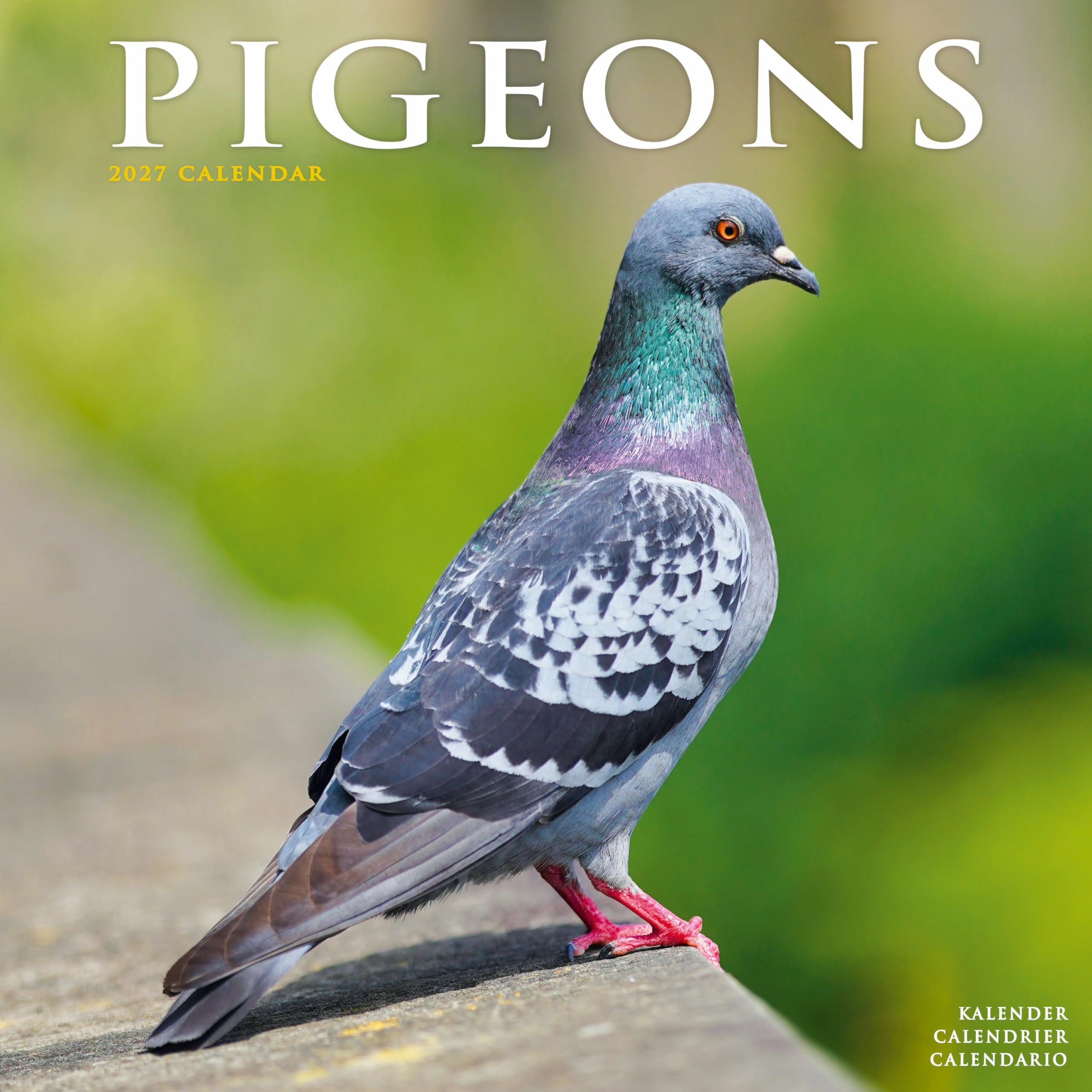 Pigeons 2027 Calendar | Square Wall Calendar | Bird Gift | Plastic Free Packaging | by Avonside Publishing