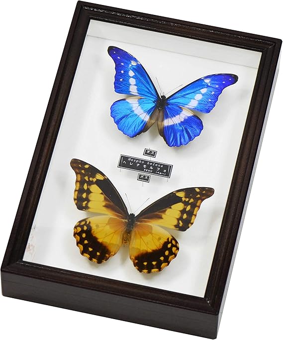 ヘレナモルフォ（ペルー産、オス） ヘレナモルフォ（ペルー産）