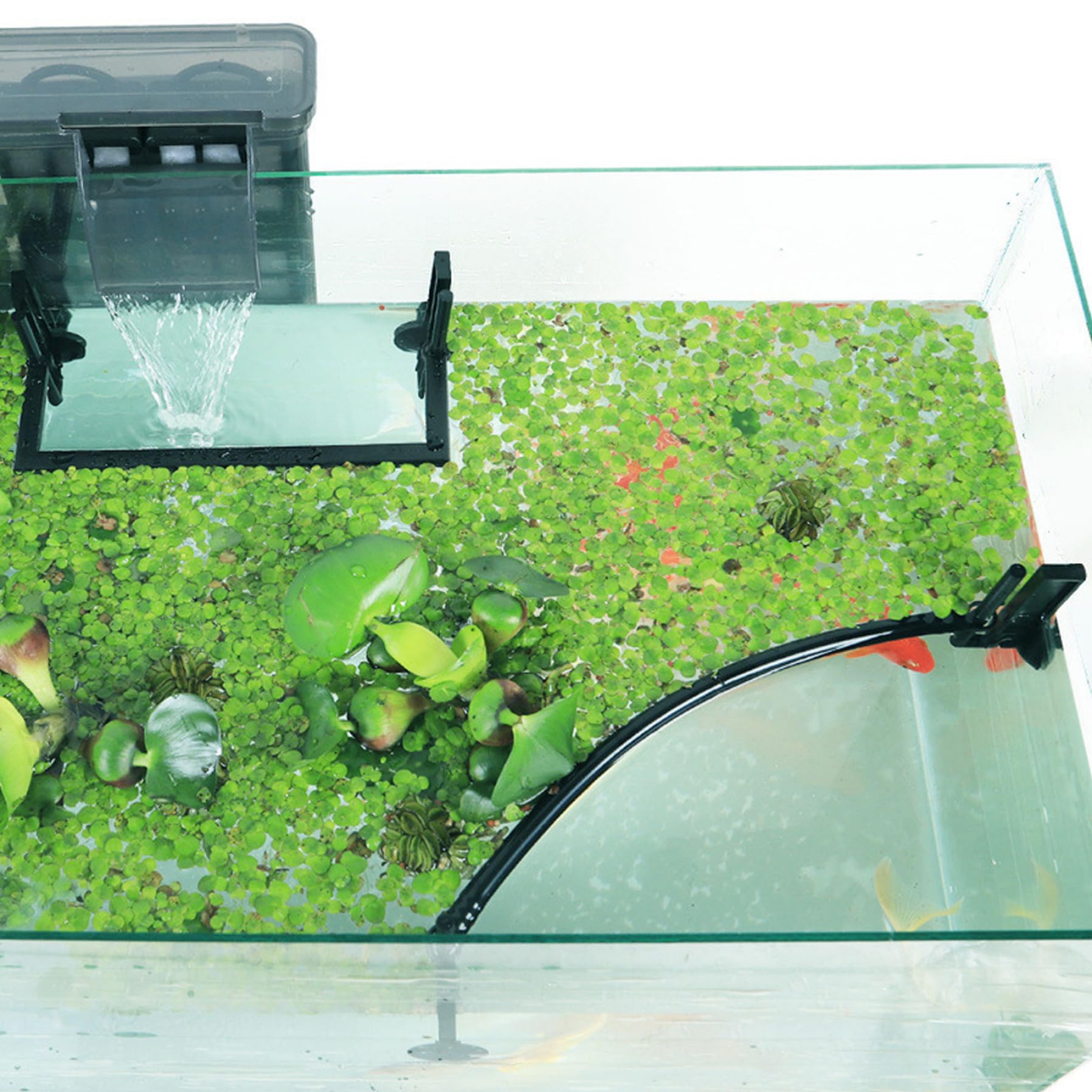 1set de Poisson-Anneau d'alimentation, barrière de Plante Flottante se sépare