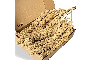 Treat Yourself to Our Millet Sprays for a Merry Flock!