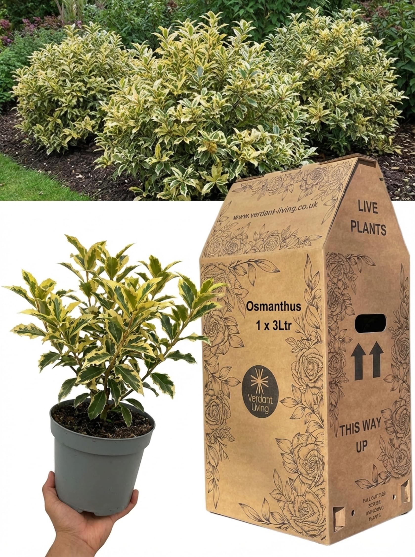1x Osmanthus Goshiki Plant in 3Ltr Pot – Variegated Evergreen Shrub, Hardy Fragrant Hedge Plant for Gardens, Patio, Borders & Containers – Low Maintenance, Scented, Deer Resistant, Japanese Shrub