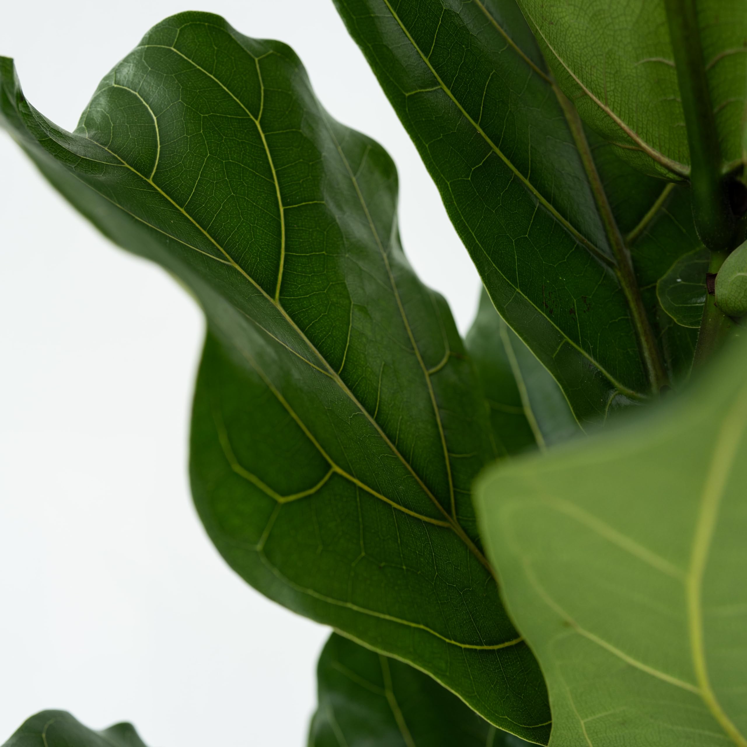 Plant in a Box - Ficus Lyrata XL 'Figuier lyre' - Pot 21cm - Hauteur 70-90cm