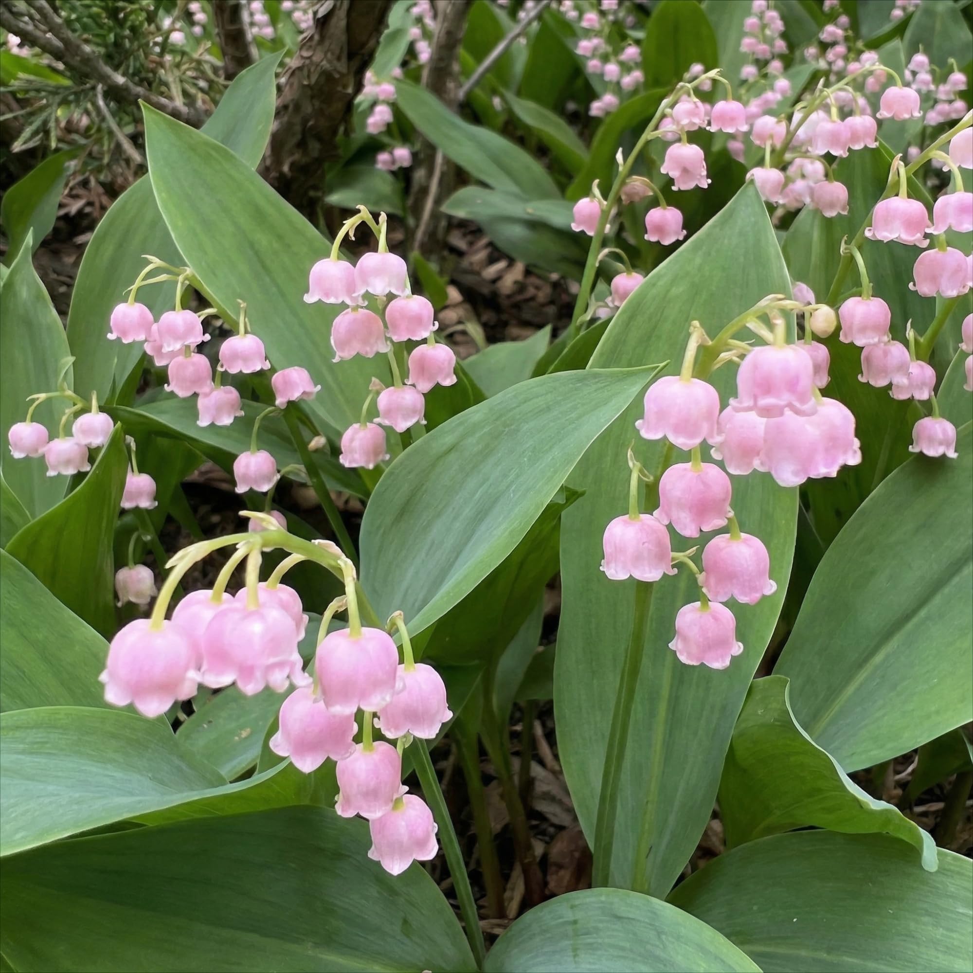 Maiglöckchen Zwiebeln - Rosa Convallaria Majalis- 10 Wurzeln
