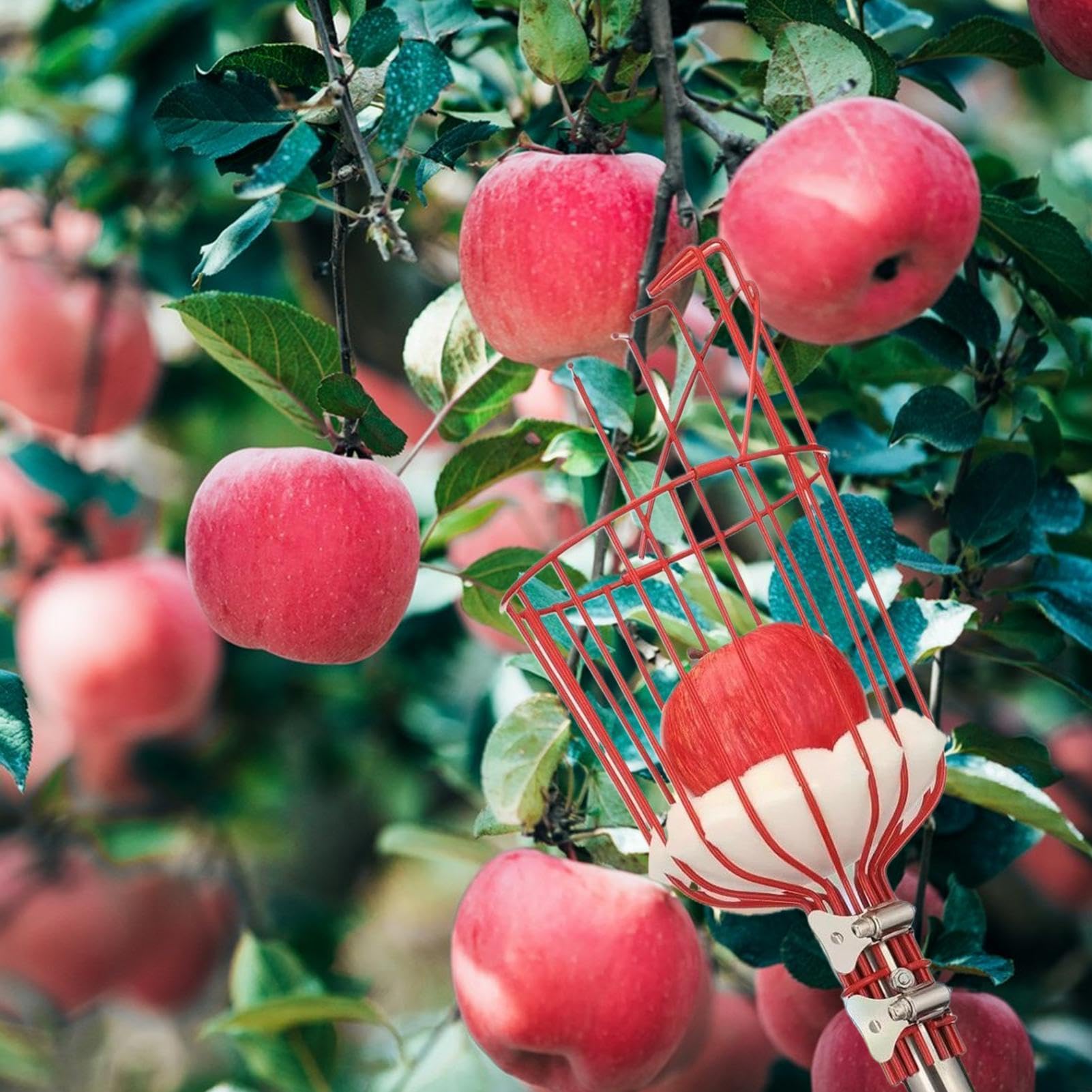 Perche Cueille-Fruits Télescopique Avec Panier Portable
