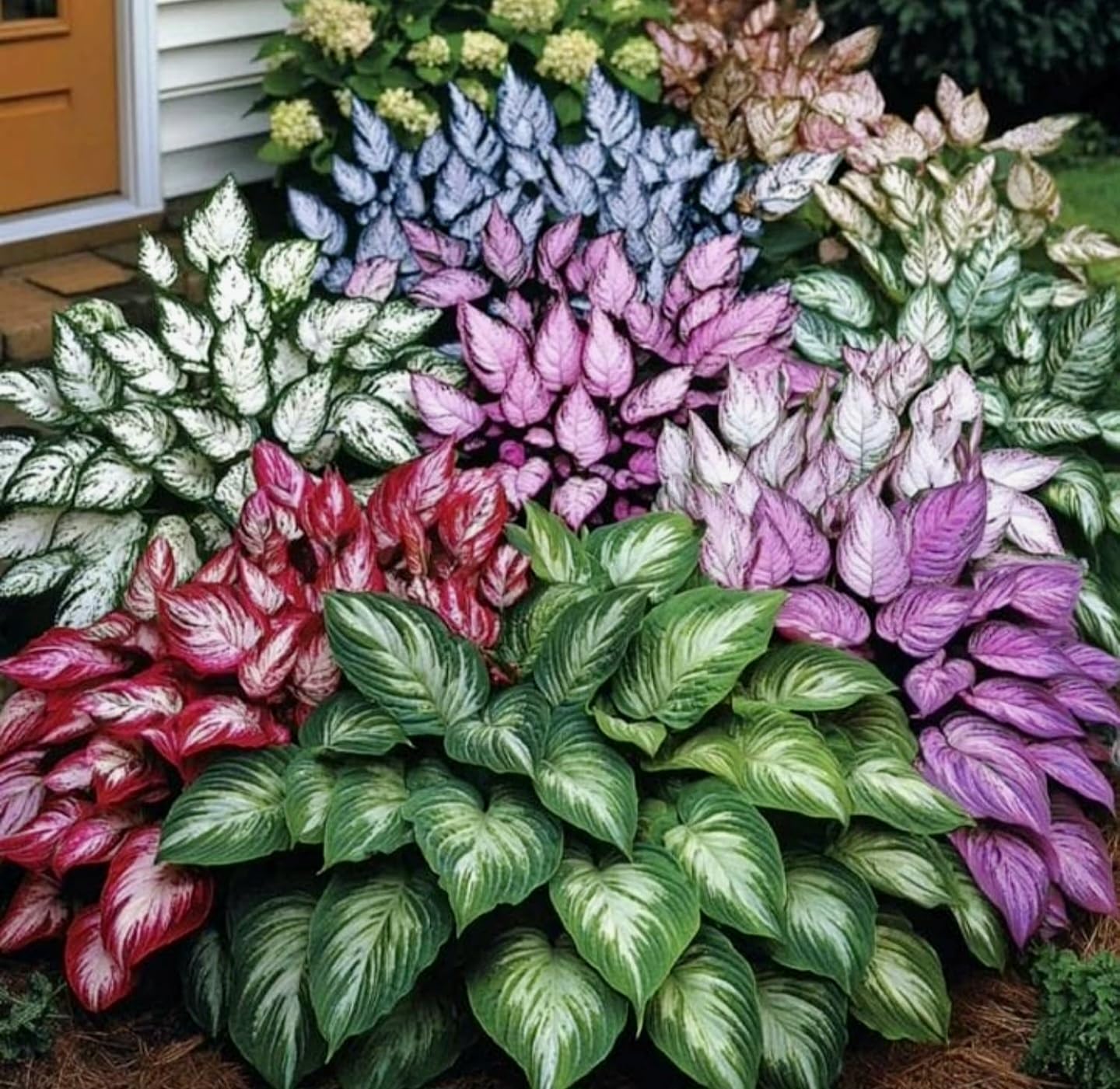 Hosta Flower Seeds - Grow Your Own Lush Garden -6 Hosta Flower Seeds - Grow Your Own Lush Garden -6