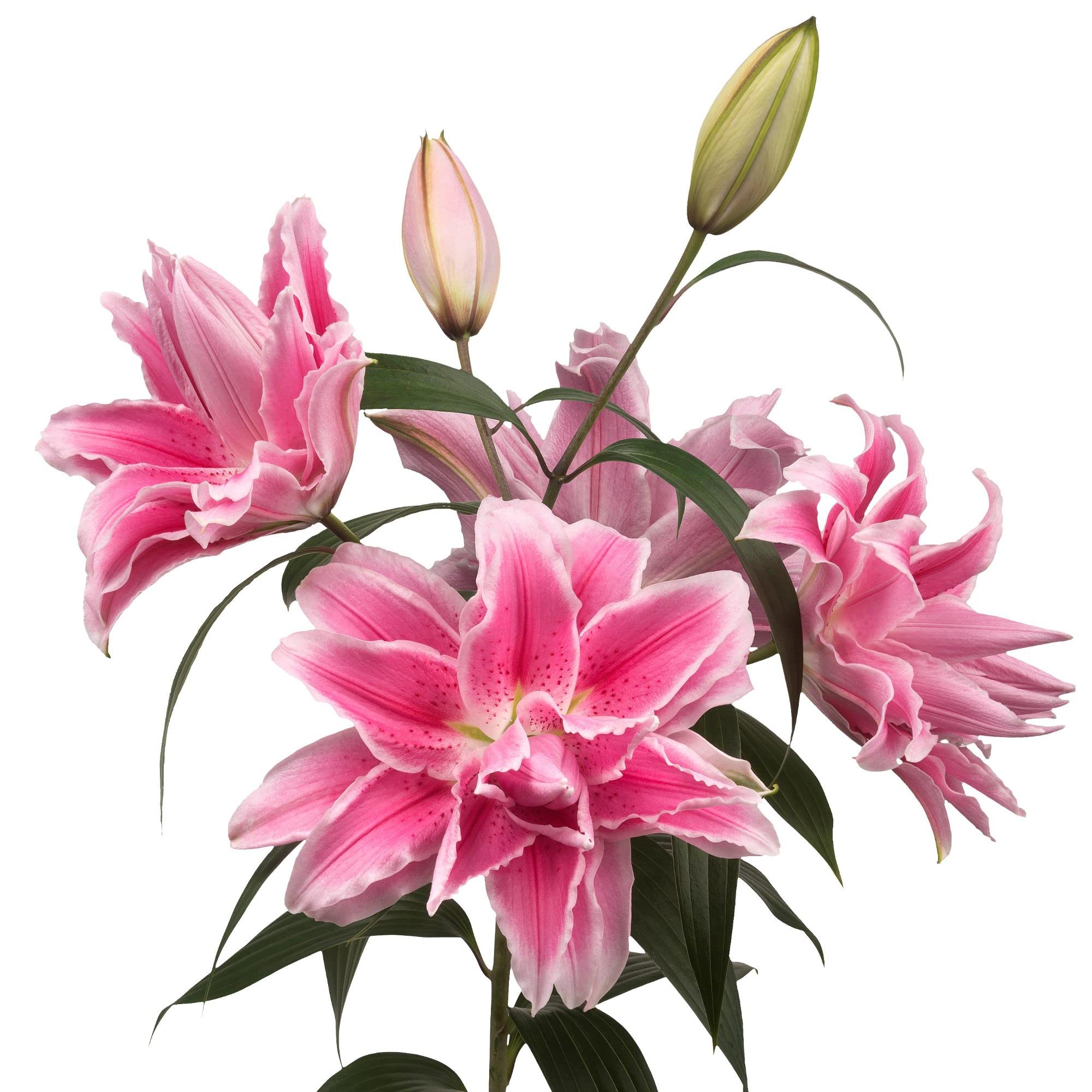 Easy to Grow Lilium Oriental Roselily Isabella - 3 Bulbs