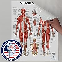 Vista 4 de Anatomy Lab Tabla anatómica del sistema muscular, laminado, 17.3 x 22.5 pulgadas, diagrama de los músculos, carteles médicos, póster del sistema