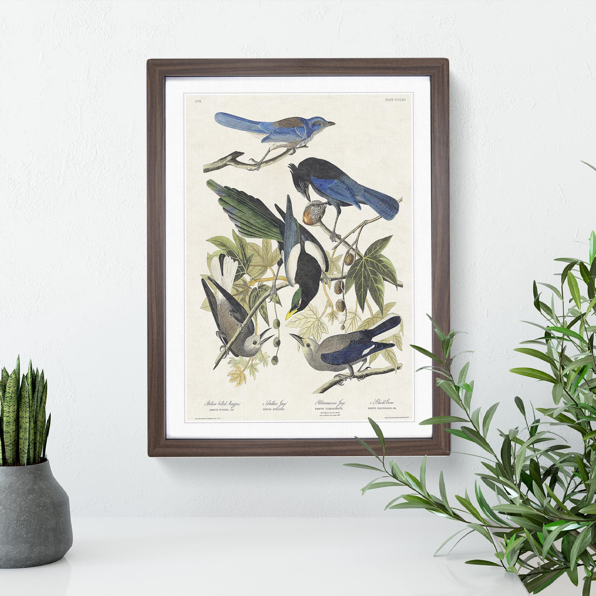 Magpie, Crow & Jay Birds By John James Audubon Vintage Framed Wall Art Print - Image 3