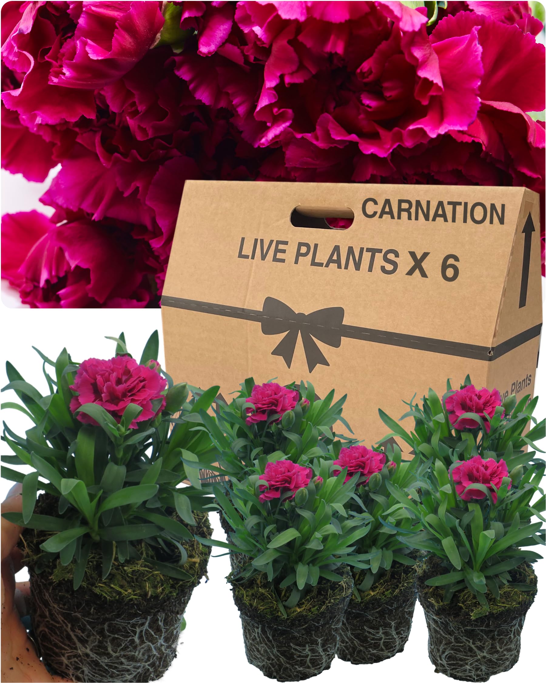 6 Large Carnation Plants for Autumn - 10.5cm Pot Size, Grown Peat-Free, Arriving Plastic-Free, Fresh from Our UK Nursery. Already in Bloom. Indoor or Outdoor. Dark Pink Coloured Flowers